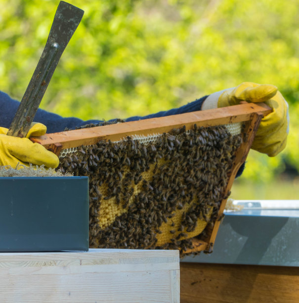 beekeeper
