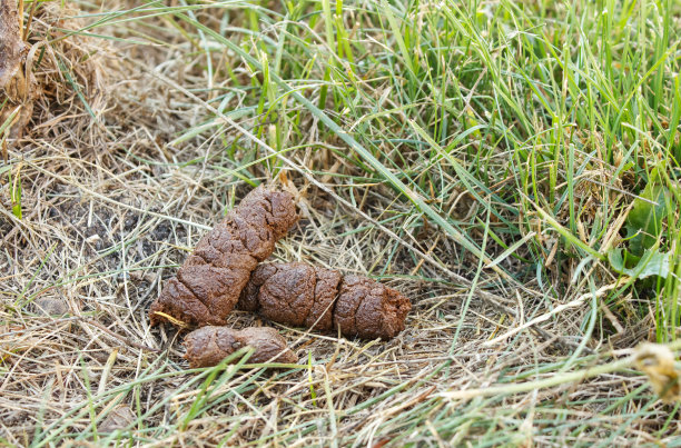 poo