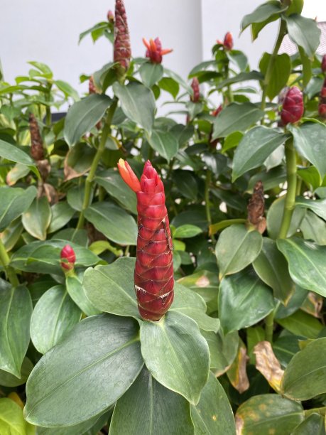costus