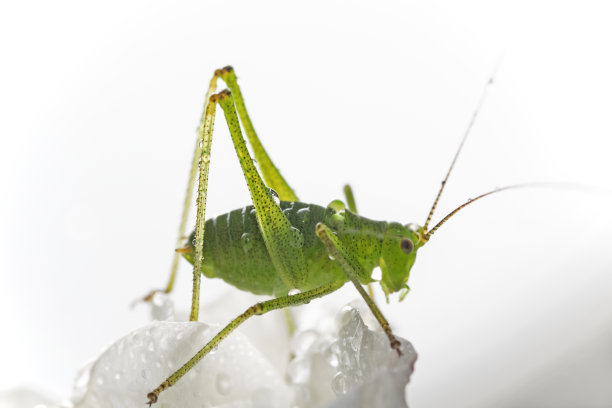 katydid