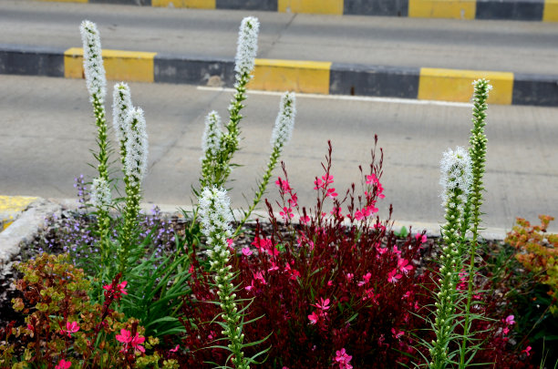 liatris