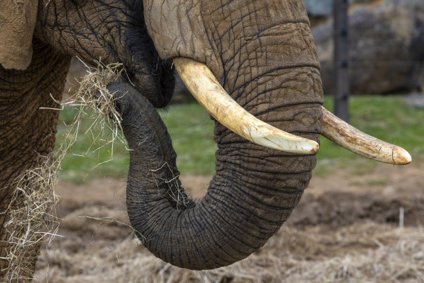 ivory