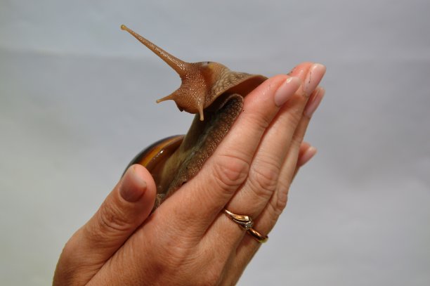 mollusk
