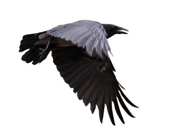raven