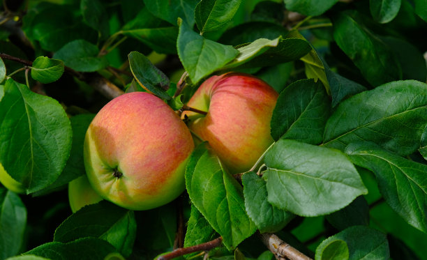 彩色多彩缤纷新鲜蔬菜海报