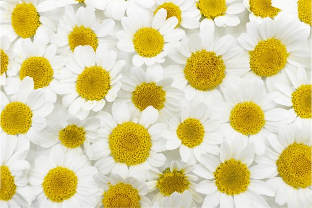 camomiles