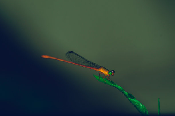 发光眼睛生物特写