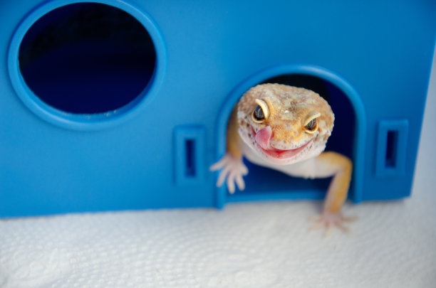 phelsuma