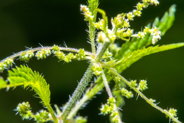 nettles