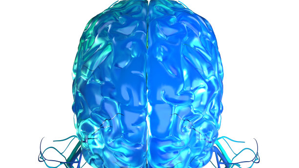 cerebrum