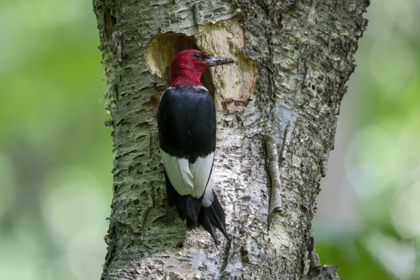 perched