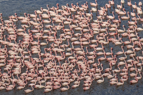 colony
