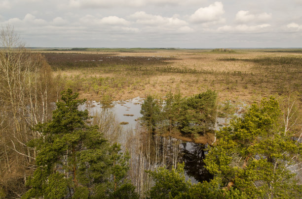 marsh