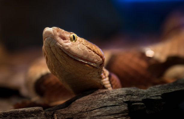 copperhead