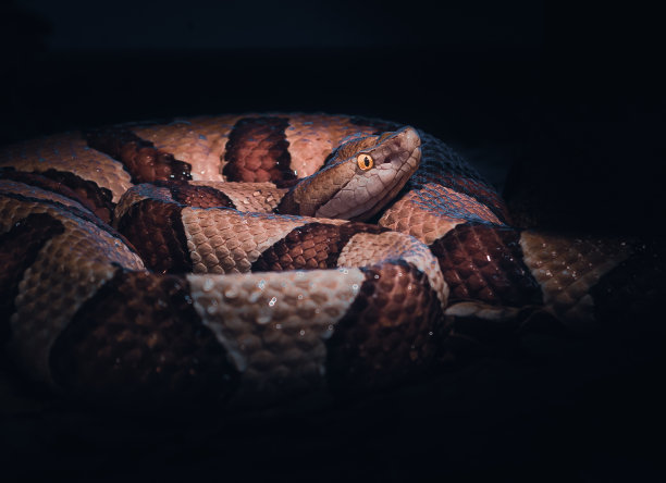 copperhead