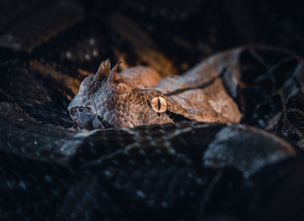 atheris