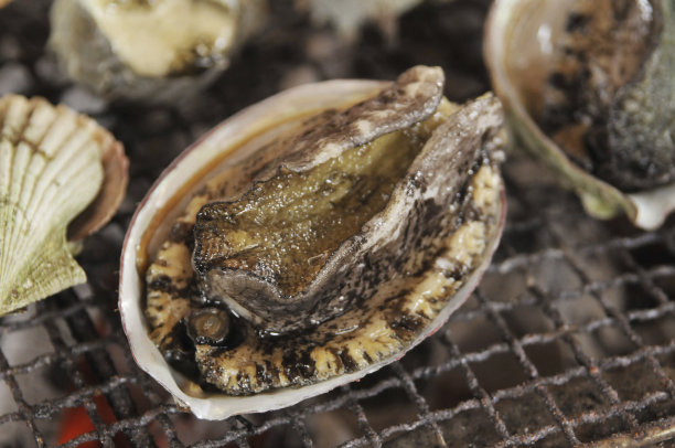 abalone