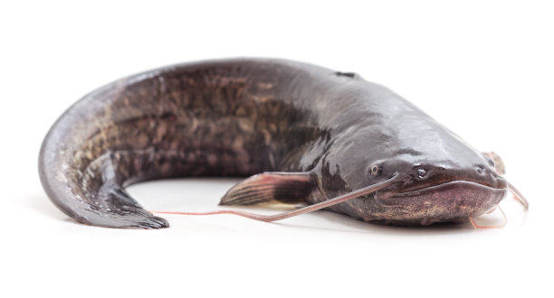 catfish