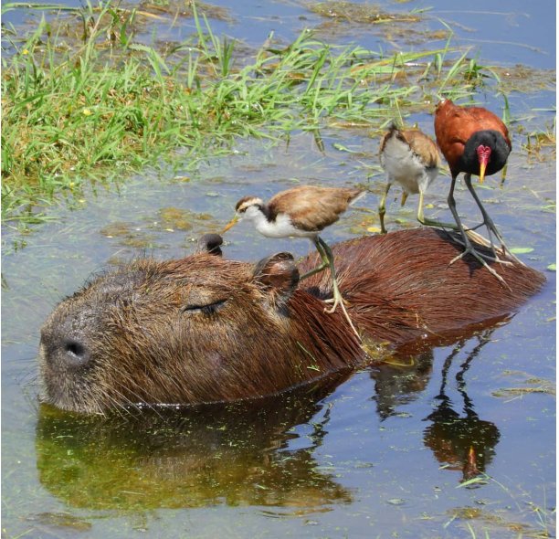 capybara