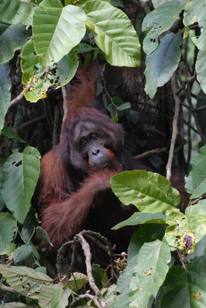 pongo