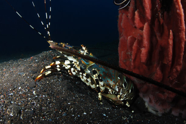 crustacean