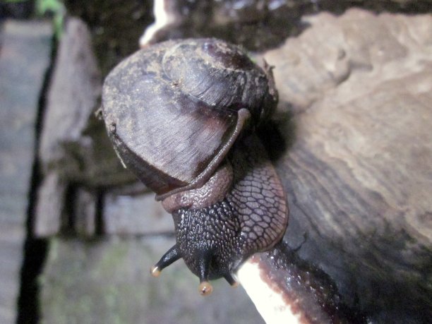 gastropod