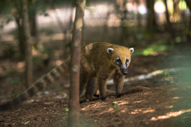 coatimundi