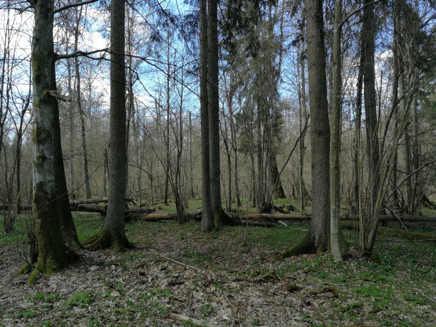clearing