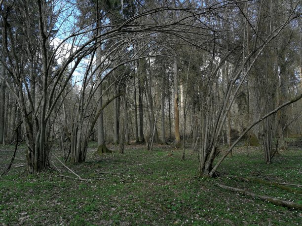 clearing