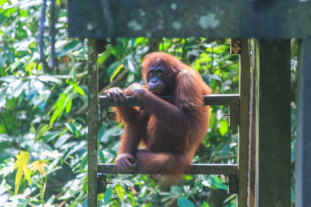 kalimantan