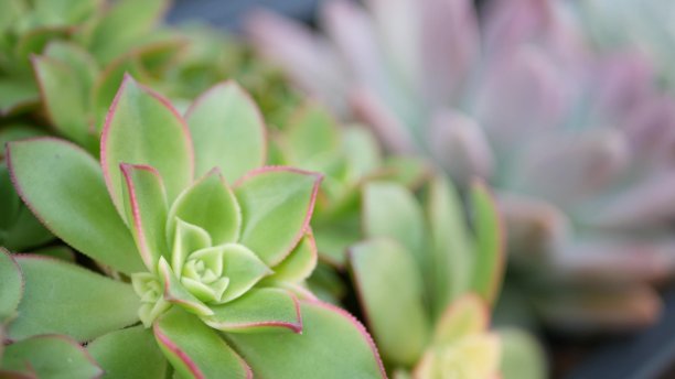 crassula