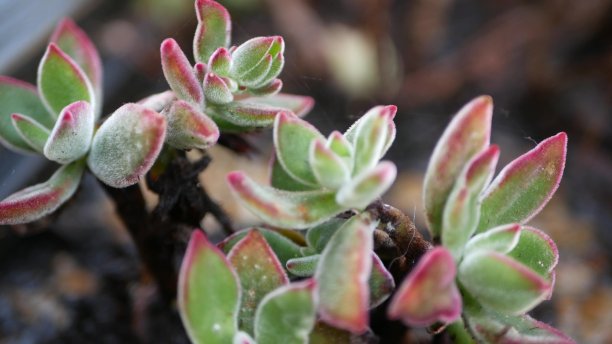 crassula