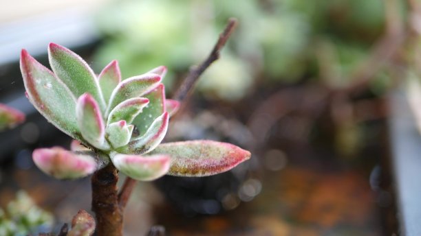crassula