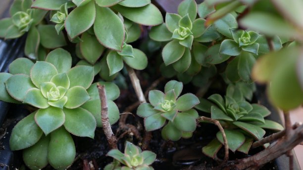 crassula