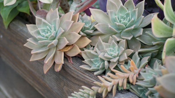 crassula