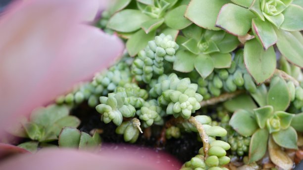 crassula