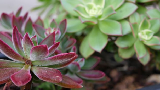 crassula