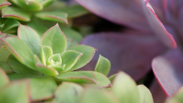 crassula