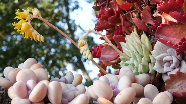 crassula
