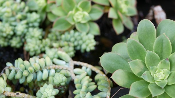 crassula