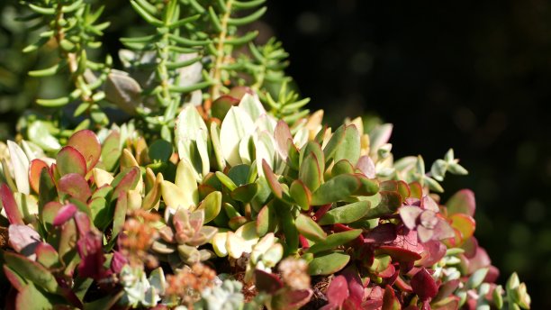 crassula