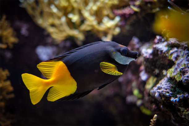 rabbitfish