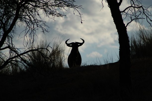 wildebeest