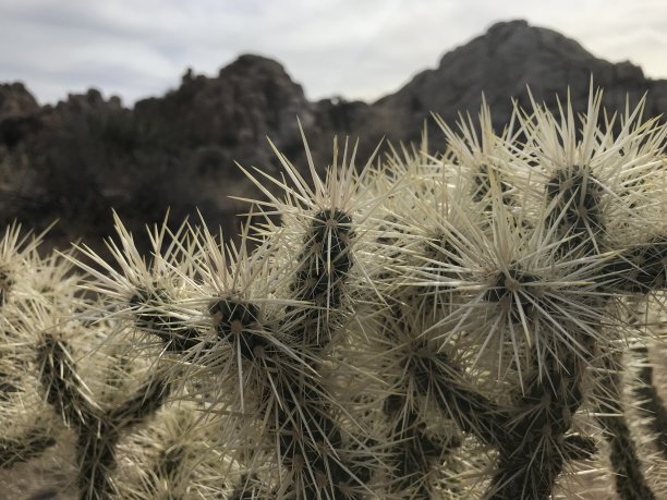 cholla