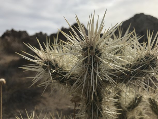 cholla