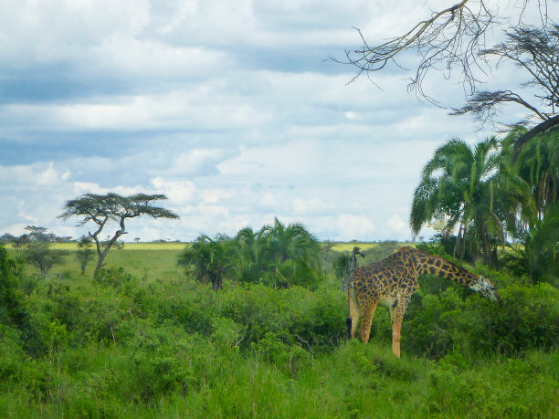 ngorongoro
