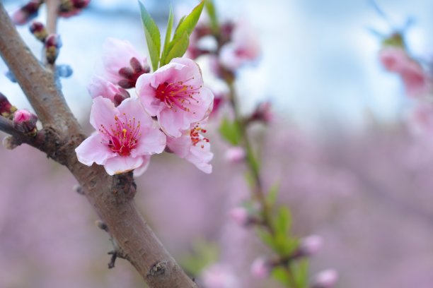 花簇,花蕾,鲜花盛开