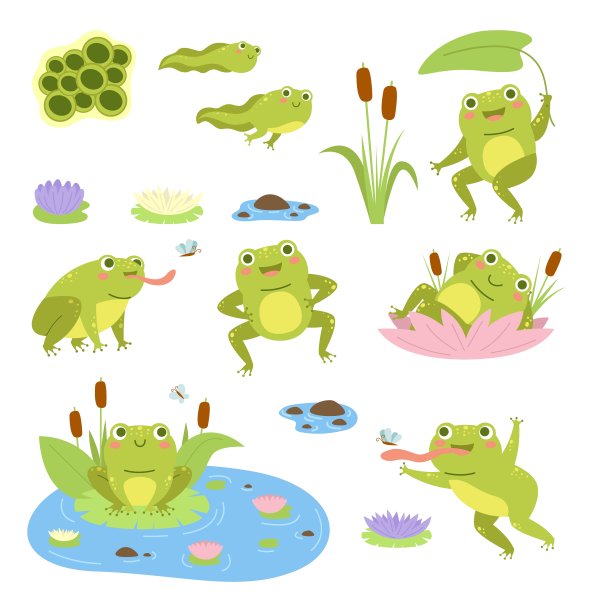 frog