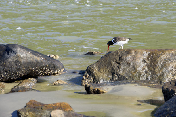 haematopus