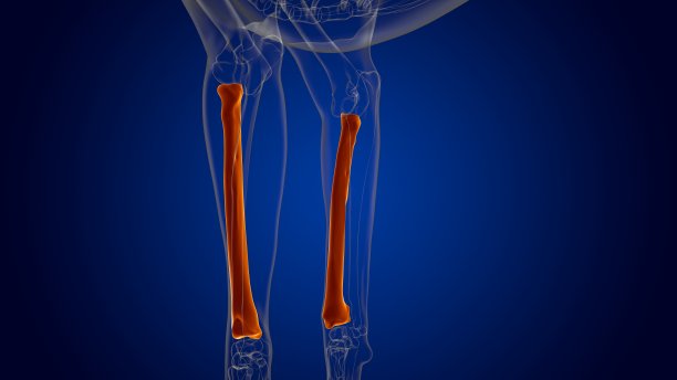 tibia